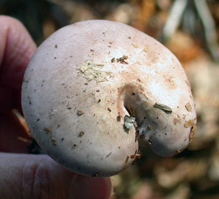 Clitocybe nuda, This cap was malformed as it grew next to a small tree sapling